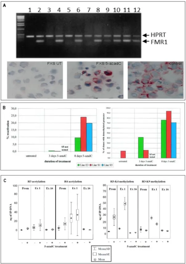 Figure 3. Epigenetic changes induced by 5‐azadeoxycytidine (5‐azadC) treatment. The use of 5‐azadC  on  different  FXS  lymphoblasts  produce  FMR1  transcript  reactivation  as  shown  by  RT‐PCR,  and  a  partial  rescue  of  translation  demonstrated  b