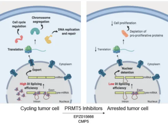 Figure 3. PRMT5 inhibitors as a therapeutic approach for GBM tumors. PRMT5 enhances assembly of spliceosome components in GBM cells, favoring the correct processing of transcripts encoding for proteins mainly involved in survival pathways (cell cycle regul