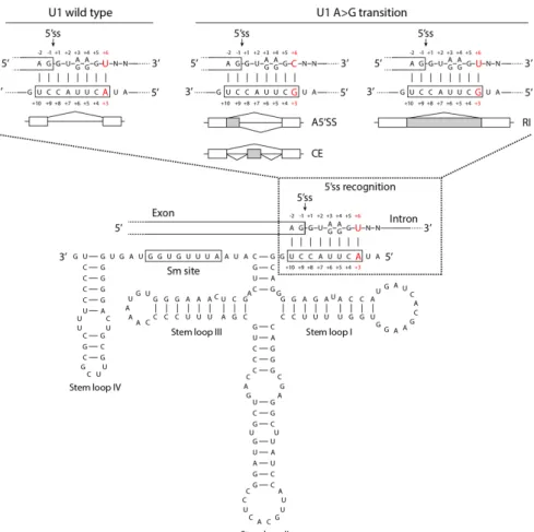 Figure  1.  Schematic  representation  of  alternative  splicing  events  mediated  by  U1  snRNA  A&gt;G  transition in medulloblastoma. Base‐pairing between the wild‐type 5ss recognition sequence (3–10  nt) of U1 snRNA and 5ss region (+6 to −2) of targ