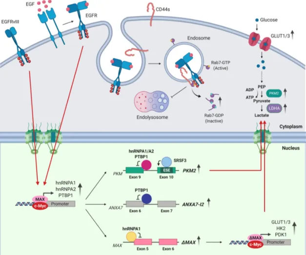 Figure 2. Dysregulation of alternative splicing sustains EGFR/EGFRvIII signaling and metabolism reprogramming in brain tumors
