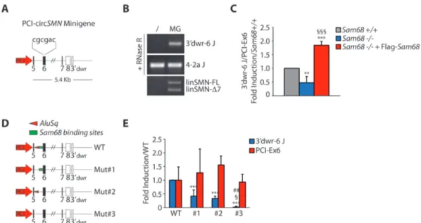 Figure 6. Sam68 cooperates with IRAlu-rich introns in SMN circRNA biogenesis. (A) Schematic representation of circSMN minigene
