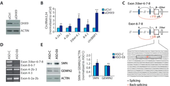 Figure 4. Interfering with SMN circRNAs biogenesis affects the expression of SMN protein