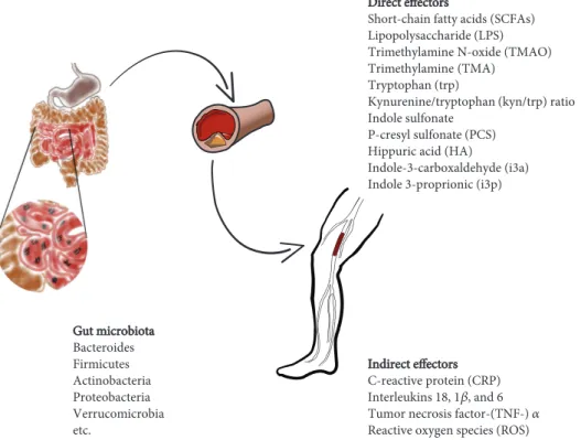 Figure 1: The diﬀerent components of the intestinal microbiota (left) are able to worsen atherosclerosis at the base of the diabetic PAD by direct (top) and indirect (bottom) e ﬀectors.