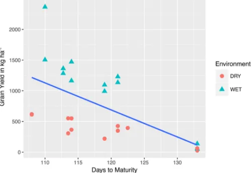 Fig. 5. A best fit line is drawn on a scatterplot comparing maturity dates with grain yield data