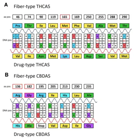 Figure 4. Polymorphisms of the nucleotide sequence of tetrahydrocannabinolic acid synthase (THCAS)  (A) and cannabidiolic acid synthase (CBDAS) (B) causing amino acid changes in the primary structure  of the protein of fiber-type and drug-type genotypes