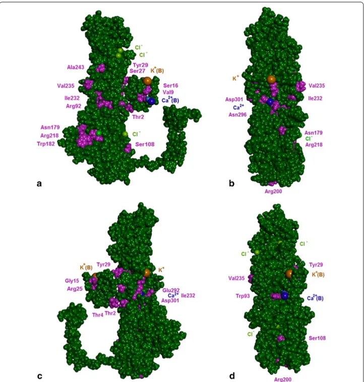 Fig. 6  3D model of subunit A of human bestrophin-1 (residues 1-366; CPK representation) prepared by homology modelling and relaxed by  geometrical optimization in water by molecular mechanics from crystal structure of chicken BEST1 [9, 10]