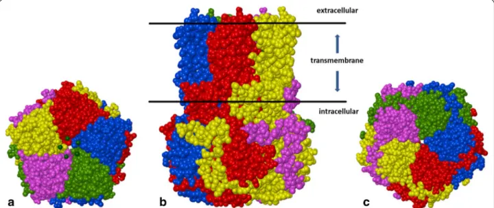 Fig. 1  X-ray structure of bestrophin-1 from Gallus gallus [9, 10] forming a calcium-activated chloride transmembrane channel (CaCC) composed  of five identical subunits and containing a single long pore along the axis of symmetry