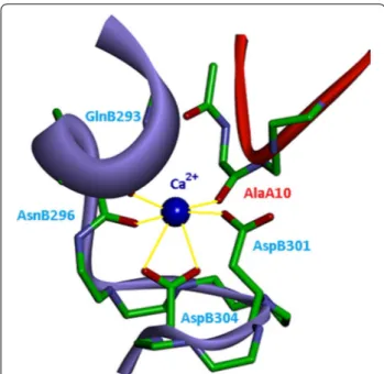 Fig. 2  Crystal structure of the “Ca 2+  clasp” of BEST1 from Gallus  gallus [9, 10]. The calcium binding site is formed by two bestrophin-1  subunits represented by the red (subunit A) and blue ribbons  (subunit B) and is involved in the CaCC activation