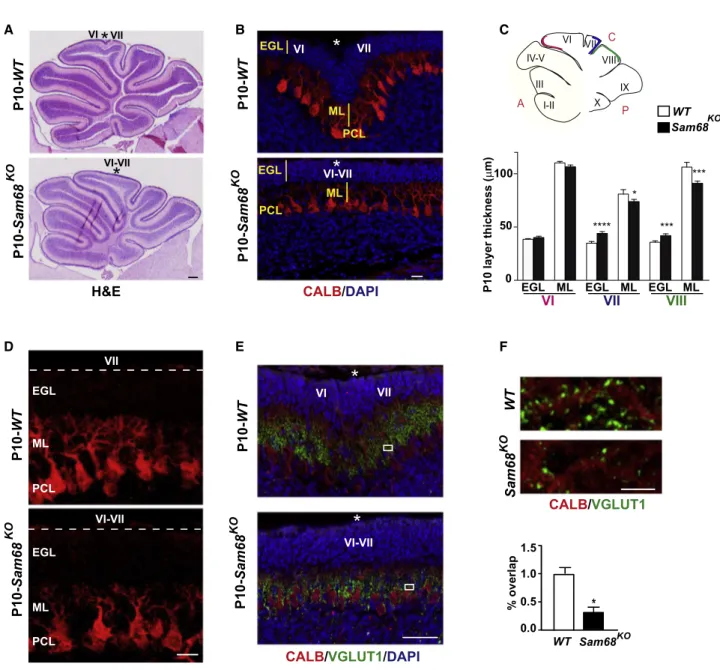 Figure 6. Sam68 KO Mice Display Defects in Cerebellar Foliation, PC Maturation, and Glutamatergic Synapses