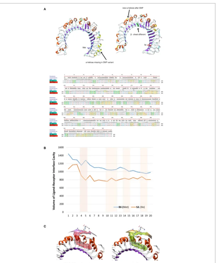 FigUre 6 | Molecular dynamics and ligand–receptor energy assessment studies reveal 82ile replacement of 82Met in Tlr2 to change molecules  tertiary structure, ligand pocket volume, and binding energy, inferring lesser probability of ligand binding