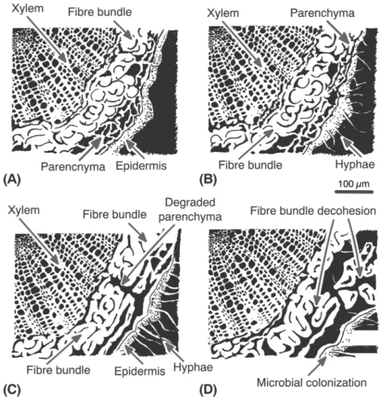 Fig. 10. A schematic illustration of SEM mi- mi-crographs of cross-sections of hemp stem  be-fore and during retting; (A) before retting, after (B) 14, (C) 28 and (D) 42 days of retting