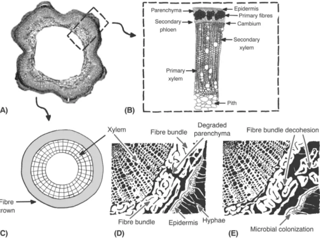 Fig. 11. The organisation of a hemp stem (A) can be schematically simpliﬁed (C); retting step induces a signiﬁcant impact on the cohesion of tissues, inducing a division of the ﬁbres bundles and a progressive separation of the ﬁbre ring from the woody core