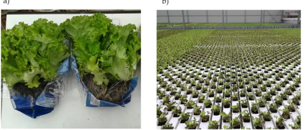 Figure 1. Lettuce triple pack (a) and modified intermittent NFT system for soilless lettuce production  at Sempre Fresco ®  greenhouse (b)