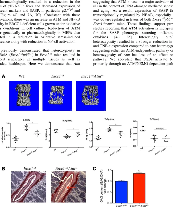 Figure  6.  Genetic  reduction  of  Atm  improves  bone  and  intervertebral  disc  pathology  in  progeroid  Ercc1 -/Δ   mice