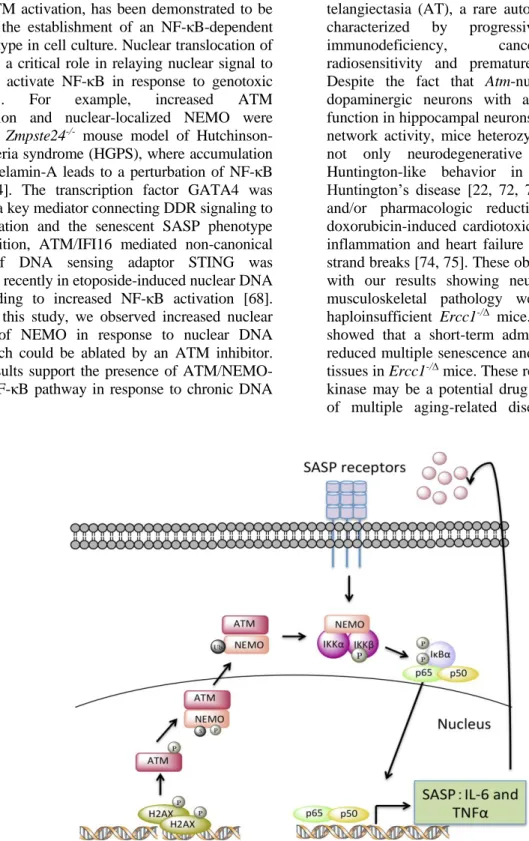 Figure  8.  A  model  depicting  how  endogenous  nuclear  DNA  damage  activates  NF-κB  via  an  ATM-  and  NEMO-dependent  mechanism  to  drive  cellular  senescence  and  senescence-associated  secretory  phenotype  (SASP)