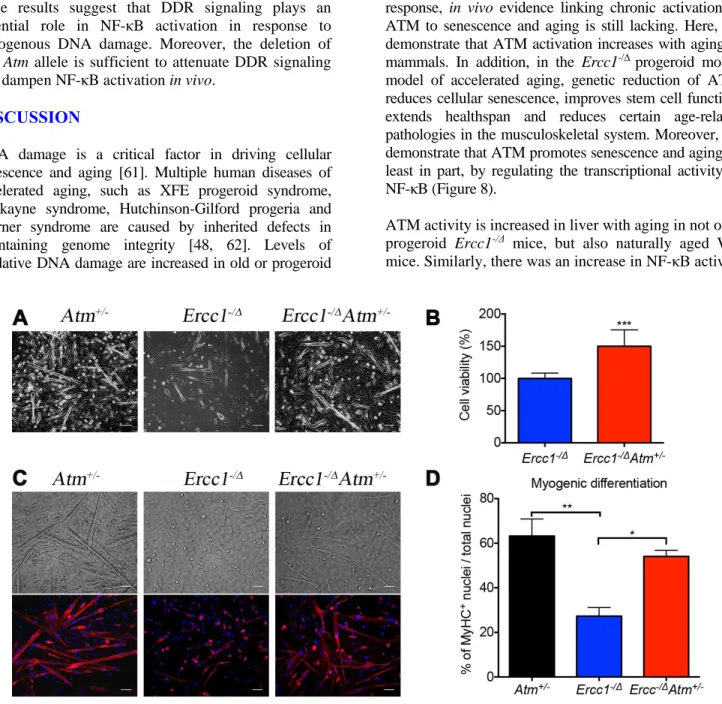 Figure 5. Atm heterozygosity improves muscle stem cell function and muscle regeneration