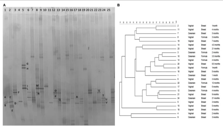 FigUre 1 | (a) PCR–DGGE profiles of 25 samples obtained using the primers CcocF–GC-CcocR