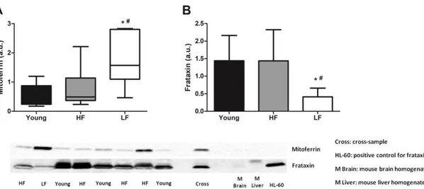 Figure  1.  Protein  levels  of  mitoferrin  and  frataxin  in  the  vastus  lateralis  muscle  of  young  and  old  participants