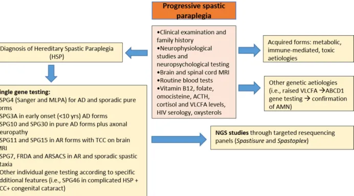 Figure 1. Diagnostic flowchart applied to patients with suspected degenerative progressive spastic paraplegia (HSP) Ab- Ab-breviations:  NGS,  Next  Generation  Sequencing;  VLCFA,  Very Long Chain Fatty Acids; AD, autosomal dominant; AR,  autosomal recess