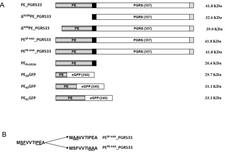 Figure 1. Maps of PE_PGRS 33 and its derivatives used for this study. A) The PE domain is shown in gray, the 41 bp transition domain in black, the PGRS domain and GFP sequence in white, while the 9 amino acid HA epitope is striped; B) sequence of the first