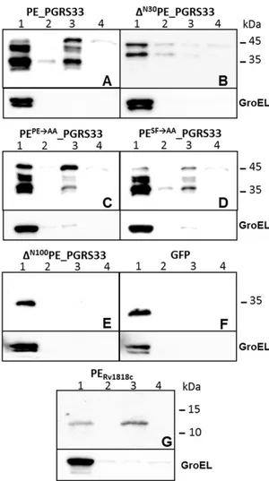 Figure 3. ESX-5-dependent secretion of PE_PGRS 33 in M. marinum . Immunoblot analysis of wt and truncated forms of PE_PGRS33, expressed from the physiological promoter PRv1818c (A) or Phsp60 (B-C), in M