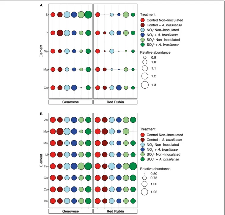 FIGURE 5 | Ionomic profile of basil plants. (A) Relative abundance of macronutrients in both cv