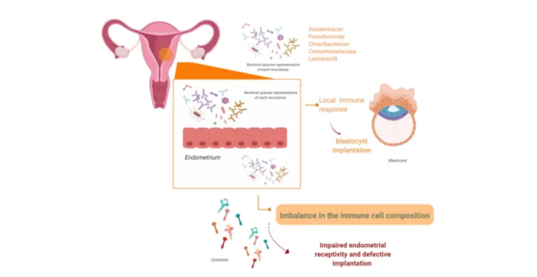 FIGURE 3 | The endometrial microbiota. The endometrium is not a sterile tissue. Resident populations of microorganisms at the endometrial level have been observed