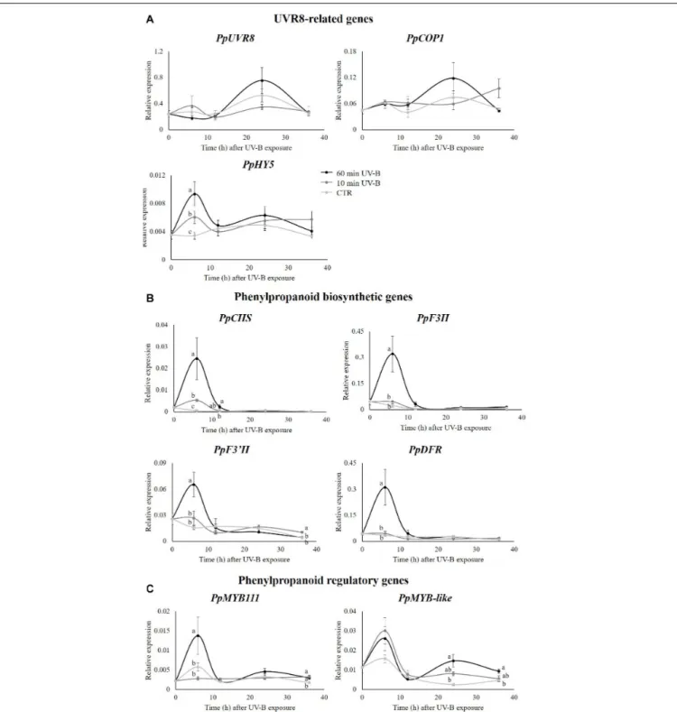 FIGURE 7 | Transcript level of: (A) some genes involved in UVR8 pathway (UVR8, COP1, HY5), (B) some structural (CHS, F3H, F30H, DFR) and (C) some regulatory (MYB111, MYB-like) genes involved in phenylpropanoid biosynthesis in the pulp of peaches exposed to