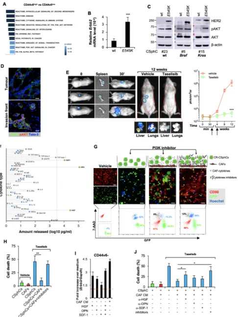 Figure 2  Activation of PI3K/AKT pathway is accompanied by elevated Erbb2 expression levels in CD44v6- positive CRC cells