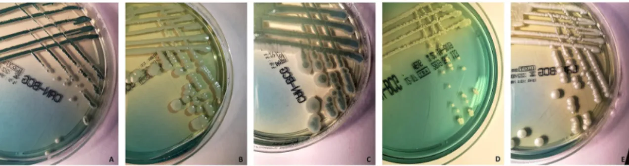 Fig 2. Appearance on the Candida bromcresol green (BCG) medium of five Candida isolates included in the study that belong to (A) C