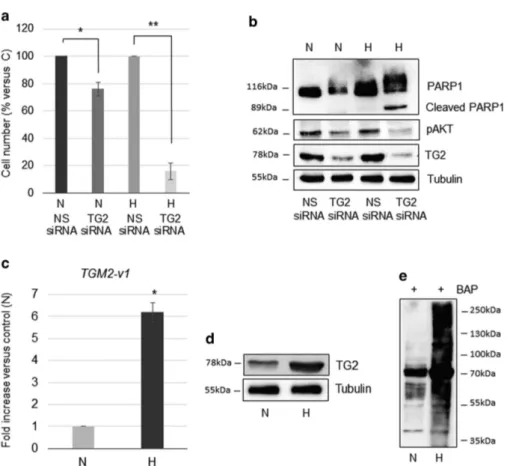 Figure 2 TG2 expression and enzymatic activity increase and prevent MSTO-211H cell death in hypoxia
