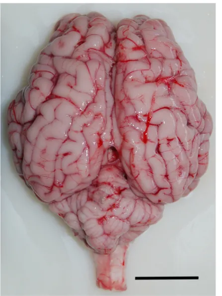 Fig 1. Dorsal view of the brain of a young Bos taurus. Scale bar = 3 cm.