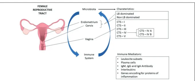 Figure 1.  Microbiome composition is not equally expressed over the female reproductive tract