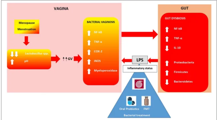 FIGURE 2 | Gut-Vagina cross-talking. Bacteria and immunity cells in vagina and gut are in close communication