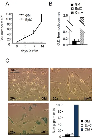 Figure 1. Effect of EpiC treatment on CStC growth, viability and senescence. (A) Growth curve of CStC cultured in GM or EpiC for 5, 7, and 14 days (n = 7)