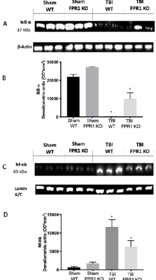 Figure 5. Effect of the absence of Fpr1 on IkB-α and NF-kB p65 expression: Western blot analysis shows basal expression of IkB-α in the Sham WT group and Sham Fpr1 KO group (A)