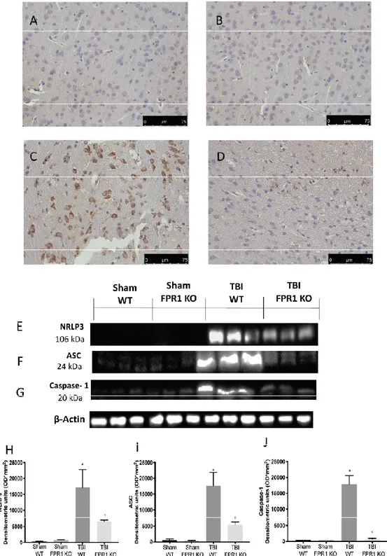 Figure  6.  Effect  of  the  absence  of  Fpr1  on  NLRP-3  inflammasome  complex  activation: 