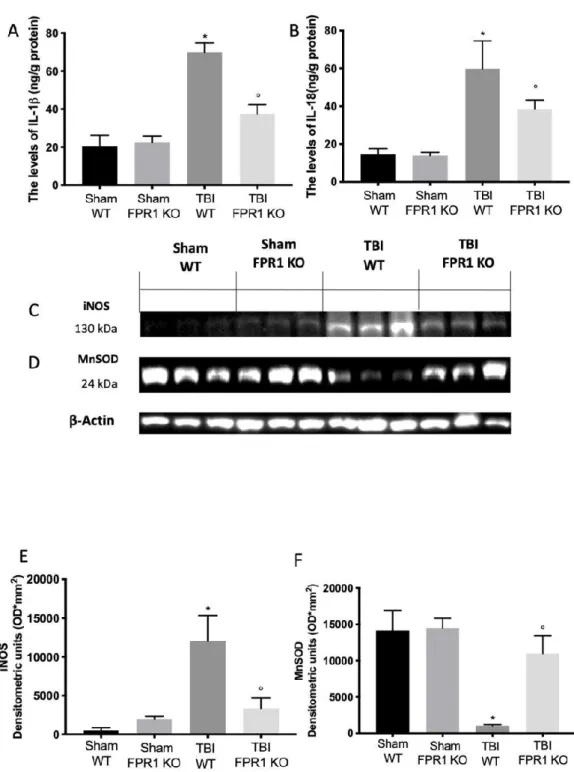 Figure 7. Effect of the absence of Fpr1 on IL-1β, IL-18 and lipid peroxidation: ELISA analysis shows a  positive expression of IL-1β (A) and IL-18 (B) in samples collected from TBI WT animals 24 h after  injury