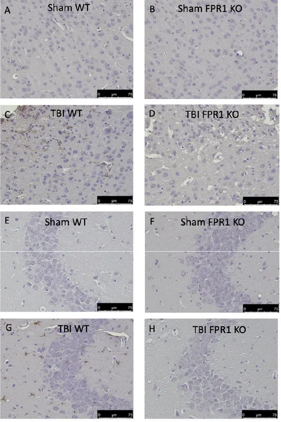 Figure  8.  Effect  of  the  absence  of  Fpr1  on  astrocytes:  Immunohistochemical  analysis  shows  an  upregulation of GFAP expression in the cortex (C) and hippocampus (G) in the TBI WT group 24 h Figure 8