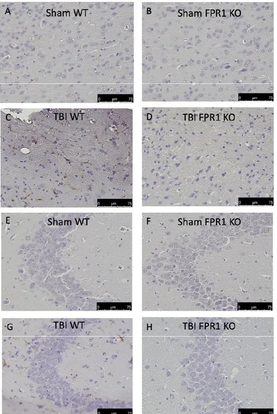 Figure 9. Effect of the absence of Fpr1 on microglia: Immunohistochemical analysis shows increased  expression  of  Iba1  in  TBI  WT  group  cortex  (C)  and  hippocampus  (G),  compared  to  the  Sham  WT  cortex (A) and hippocampus (E) and Sham Fpr1 KO 