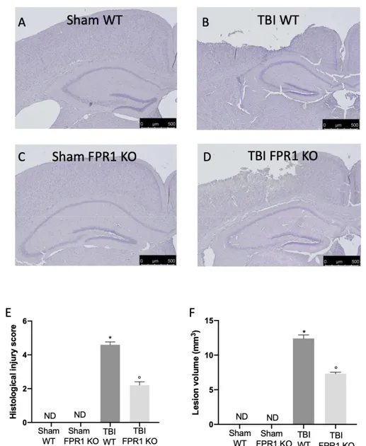 Figure 10. Effect of the absence of Fpr1 on histological alterations: No histological alterations were  detected in brain section from mice of the Sham WT group (A) and Sham Fpr1 KO group (C)