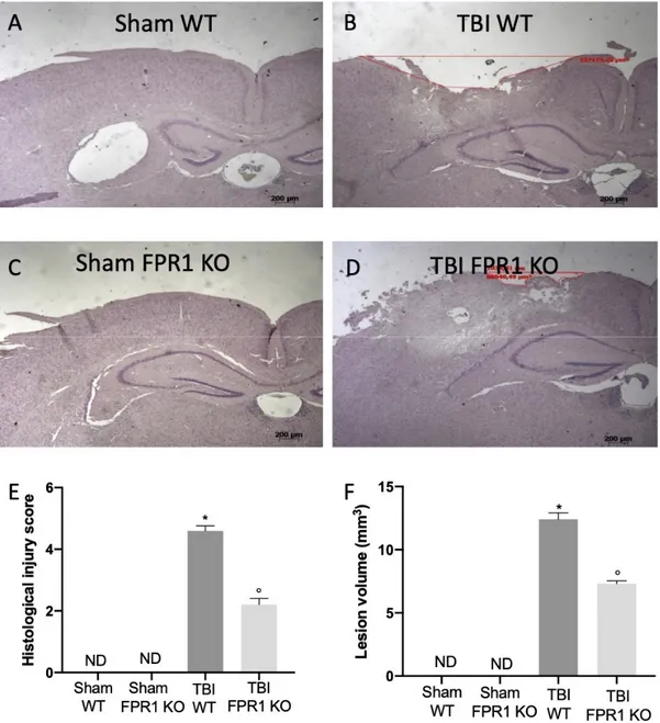 Figure 1. Effect of the absence of Fpr1 on histological alterations: Histological analysis shows no  alteration in brain section from mice of the Sham WT group (A) and Sham Fpr1 KO group (C)