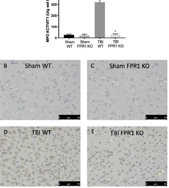 Figure  2.  Effect  of  the  absence  of  Fpr1  on  neutrophils  accumulation:  TBI  Fpr1  KO  mice  showed  a  reduction in brain MPO activity (A) Immunohistochemical analysis showed an increased number of  MPO-positive cells in WT animals subjected to TB