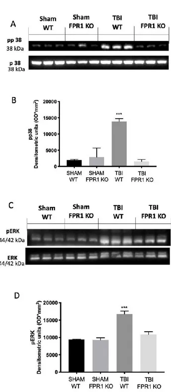 Figure 3. Effect of the absence of Fpr1 on p38 and ERK phosphorylation: Molecular analysis shows  an increased p38 (A) and ERK (C) phosphorylation in the TBI WT group 24 h after injury, compared  to the Sham WT group and Sham Fpr1 KO group