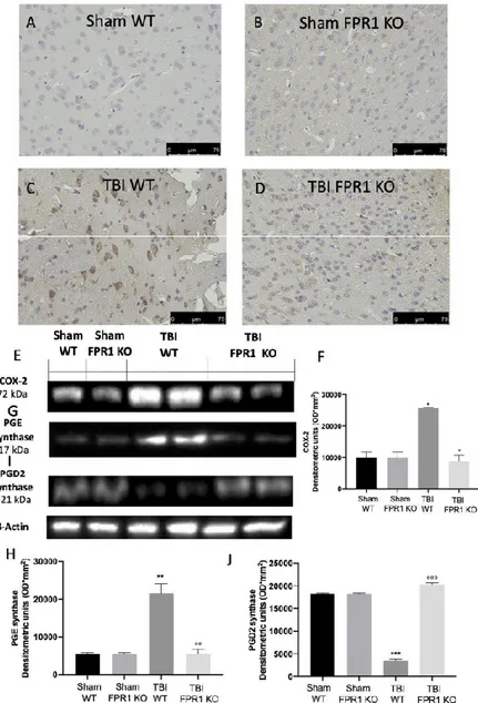 Figure 4. Effect of the absence of Fpr1 on COX-2 and PGE2 and PGD2 synthase: Immunohistochemical  analysis displays an increased COX-2 (C) expression in TBI WT mice compared to the sham WT (A)  and  Fpr1  KO  animals  (B)  while  TBI  Fpr1  KO  animals  do