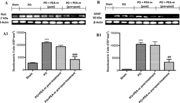Figure 6. Effects of PEA-m on ionized calcium binding adaptor molecule 1 (Iba1) and glial fibrillary  acidic protein (GFAP) expression after PO