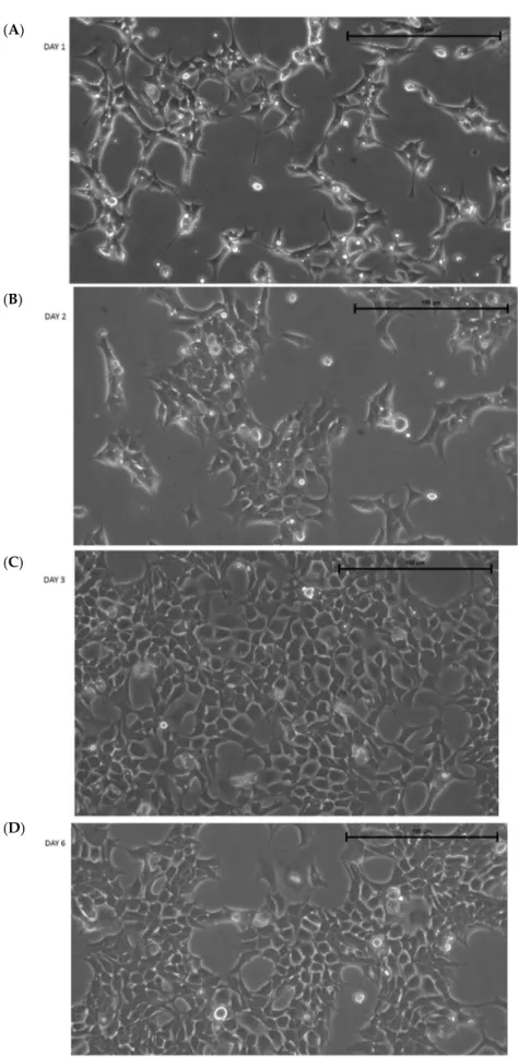 Figure 1. Morphology of IMhu. (A–D) Morphology of IMhu cells, observed by phase-contrast microscopy on days 1, 2, 3, and 6 after thawing