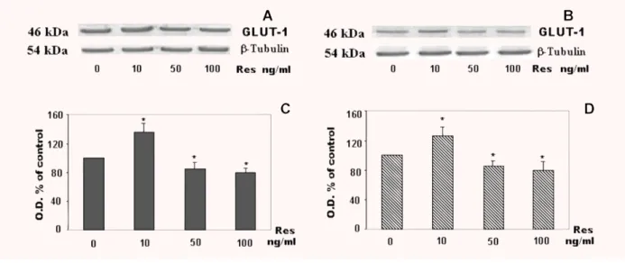 Fig. 3 Analysis of GLUT-1 expression in plasma membranes of BeWo and cytotrophoblast cells treated with resistin (0–100 ng/ml) for 24 hrs