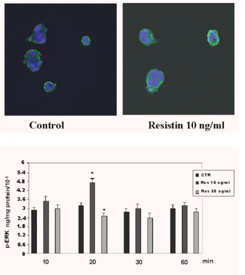 Fig. 6 Time-dependent effect of resistin (0–50 ng/ml) on phosphorylation of ERK1/2 protein in BeWo cells