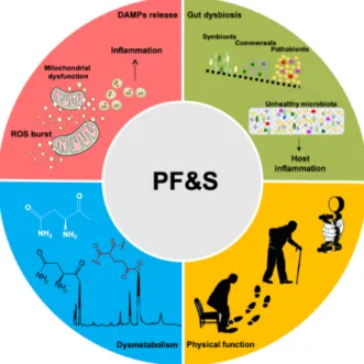 Figure 1. Schematic representation of the main pathophysiological pathways contributing to physical frailty and sarcopenia (PF&amp;S) (i.e., inflammation, gut dysbiosis, declines in physical function, and dysmetabolism), and related biomarkers